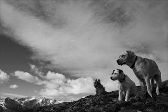 Two dogs sitting on a rocky ledge against a mountainous backdrop in monochrome, Amazing Dogs in the