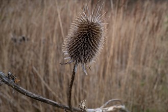 Withered thistle in a close-up, surrounded by dried grasses