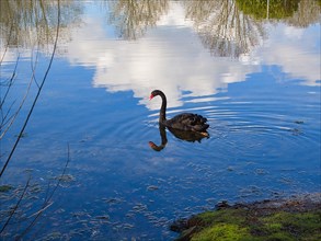 Black swan (Cygnus atratus), mirror image, North Rhine-Westphalia, Germany, Europe
