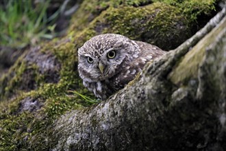 Little owl (Athene noctua), (Tyto alba), adult, on tree trunk, alert, portrait, Lowick,