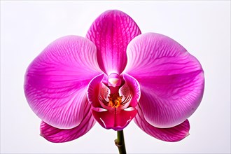 Pink orchid against a pure white background, AI generated