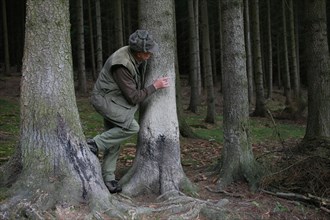 Hunter at a so-called painting tree, a tree on which red deer (Cervus elaphus) like to rub their