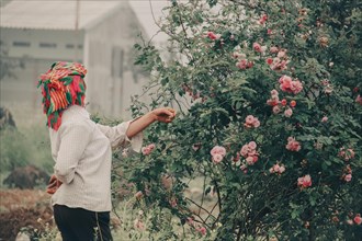 Person in traditional hmong clothing tending to pink roses in a lush garden