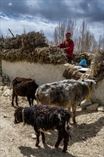 Farmers with livestock, Garphu, Kingdom of Mustang, Nepal, Asia