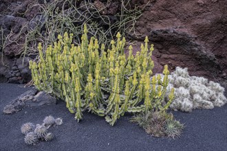 Cacti, Jardin de Cactus, Lanzarote, Canary Islands, Spain, Europe