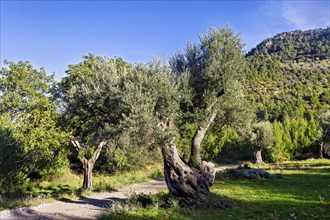 Olive trees with gnarled trunks line a peaceful dirt path under a clear blue sky, Hiking tour from