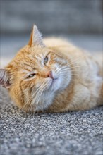 A red felidae (Felis Catus) lies relaxed on a grey floor and blinks