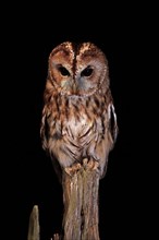 Tawny owl (Strix aluco), adult, nocturnal, perch, Scotland, Great Britain