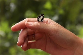 A butterfly with black and white wings perched on a person's finger