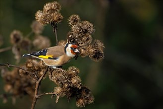 A colorful goldfinch bird perched on a brown thistle in a natural setting, Carduelis carduelis,
