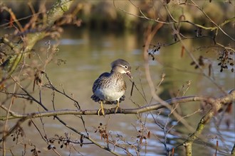 Female mandarin duck on a branch in front of a lake, March, Germany, Europe