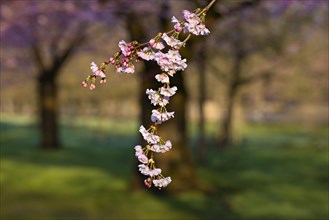Cherry blossoms in full bloom with a soft focus on the surrounding trees, Cherry blossom