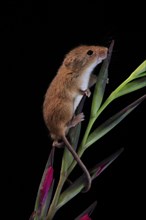 Eurasian harvest mouse (Micromys minutus), adult, on plant stem, flowering, foraging, at night,