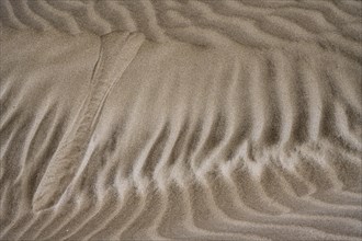 Details and structures, Dune landscape, Dunes, Playa de Famara, Lanzarote, Canary Islands, Spain,