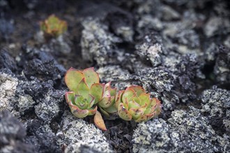 Aeonium, succulent, in lava rock, Lanzarote, Canary Islands, Spain, Europe
