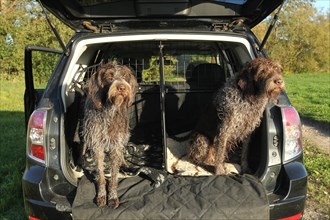 Hunting dogs in a car, Cesky Fousek (left) and Griffon, Allgaeu, Bavaria, Germany, Europe