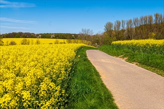 A country road leads through bright yellow rapeseed fields on a sunny day, rapeseed, Brassica