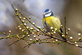A blue tit perched on a branch with budding flowers in springtime, Cyanistes Caeruleus, Blue tit