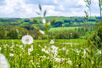 A dandelion seed head in focus with a blurred green meadow landscape in the background, dandelion,