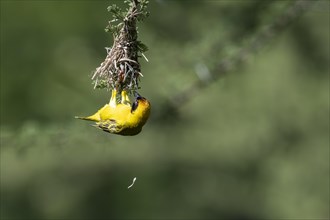 Southern masked weaver (Ploceus velatus), Madikwe Game Reserve, North West Province, South Africa,