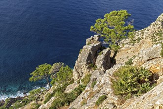 Pine tree on a rocky cliff overlooking the clear blue sea, Coastal Hiking tour in the south of