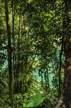 Rainforest in Khao Sok National Park, forest, jungle, trekking, nature, natural landscape,