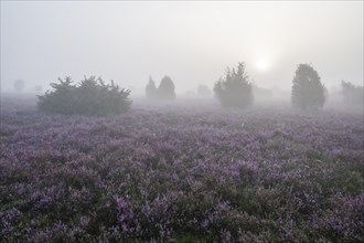 Heath landscape, flowering common heather (Calluna vulgaris), sunrise, morning fog, Lueneburg