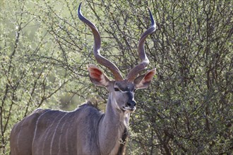 Kudu (Tragelaphus strepsiceros), Madikwe Game Reserve, North West Province, South Africa, RSA,