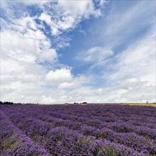 Lavender (Lavandula), lavender field on a farm, wide open space, good weather, Cotswolds Lavender,