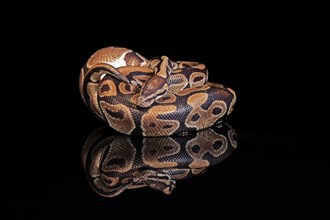 King python, (Python regius), adult, resting, captive, Central Africa, West Africa
