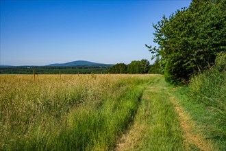 A narrow path next to a meadow under a clear blue sky
