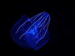 Lobed ribbed jellyfish (Leucothea multicornis), comb jellyfish, at night, dive site, Riviera Beach,