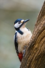Male of Great Spotted Woodpecker, Dendrocopos major, bird in forest at winter sun