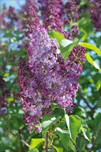 Lilac blossoms in springtime