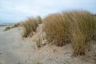 Sand dunes covered with tall beach grass under an overcast sky, Breskens, Zeeland, Netherlands