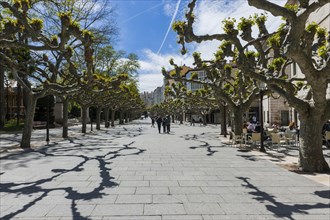 Promenade with plane trees, old town, monument, travel, tourism, city trip, Burgos, Spain, Europe