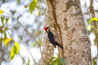 Crimson-crested woodpecker (Campephilus melanoleucos) Pantanal Brazil