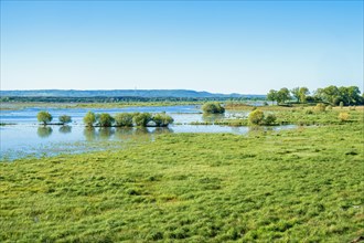 View in a wetland with flooded beach meadow and lush green grass, Hornborgasjoen, Sweden, Europe