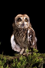 Short-eared owl (Asio flammeus), adult, at night, perch, calling, Great Britain