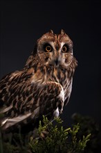 Short-eared owl (Asio flammeus), adult, at night, perch, alert, portrait, Great Britain