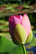 A pink lotus (Nelumbo) with water droplets illuminated by sunlight, Stuttgart, Baden-Wuerttemberg,