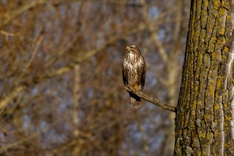 A hawk perched on a tree branch, blending in with the textured bark, Buteo buteo, Buzzard,