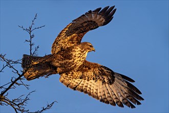 A hawk is spreading its wings mid-flight against a clear blue sky, with golden sunlight
