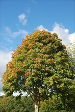 Tree in autumn colours
