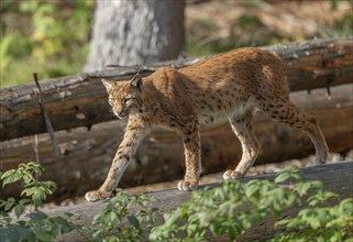 Eurasian lynx (Lynx lynx) walking through its territory, captive, Germany, Europe