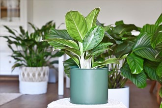 Potted tropical 'Aglaonema Royal Diamond' houseplant with silver pattern in livingr oom with many