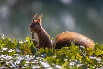 A squirrel perched on green foliage bathed in sunlight, with a softly blurred background, Sciurus