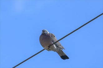 Common wood pigeon (Columba palumbus) on a telephone line, blue sky, Mecklenburg-Western Pomerania,