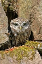 Little owl (Athene noctua), (Tyto alba), adult, at breeding den, alert, portrait, Lowick,