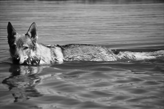 A dog calmly swimming in water, captured in black and white, Amazing Dogs in the Nature